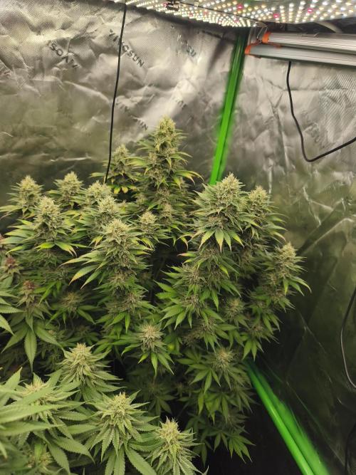 HUCKLEBERRY SODA 5 X PINEAPPLE EXPRESS 4. Week 13