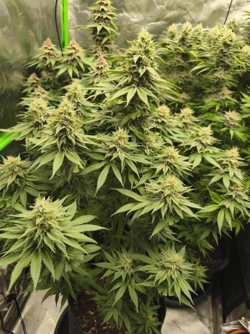 HUCKLEBERRY SODA 5 X PINEAPPLE EXPRESS 4. Week 13