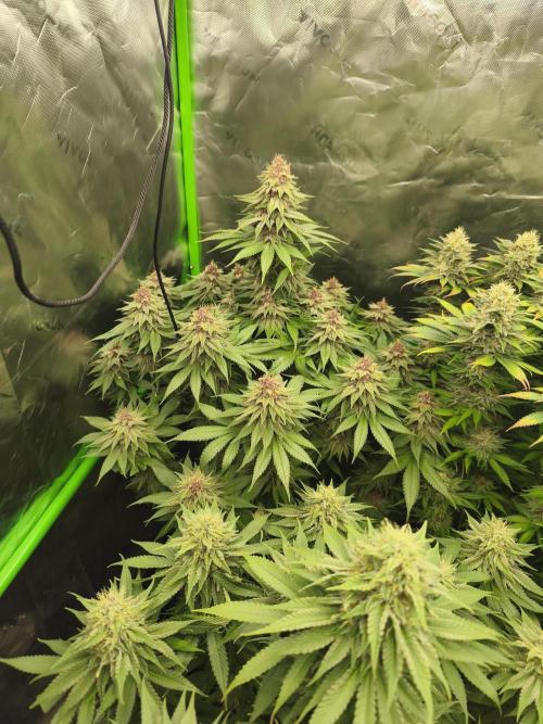 HUCKLEBERRY SODA 5 X PINEAPPLE EXPRESS 4. Week 13