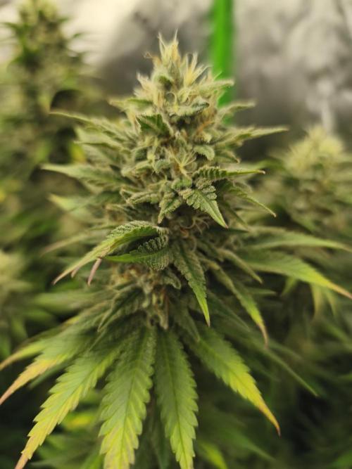 HUCKLEBERRY SODA 5 X PINEAPPLE EXPRESS 4. Week 13