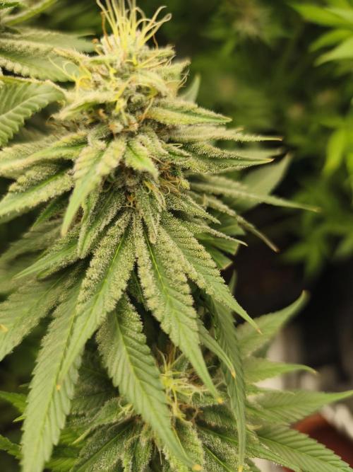 HUCKLEBERRY SODA 5 X PINEAPPLE EXPRESS 4. Week 13