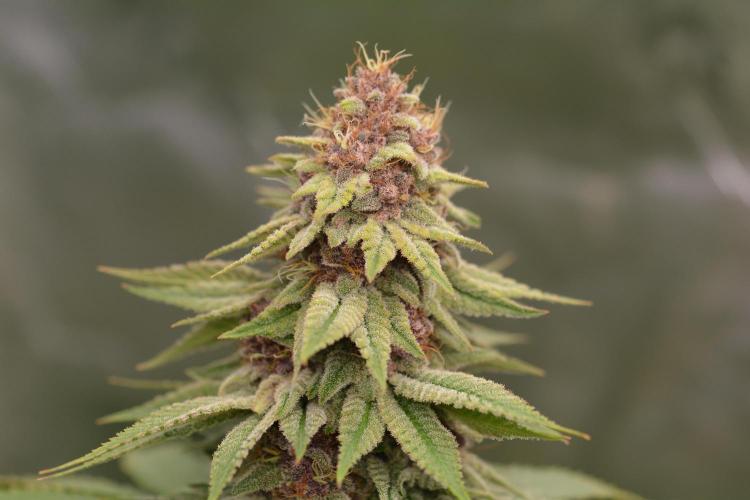 HUCKLEBERRY SODA 5 X PINEAPPLE EXPRESS 4. Week 13