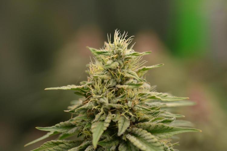 HUCKLEBERRY SODA 5 X PINEAPPLE EXPRESS 4. Week 13