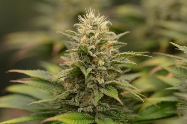 HUCKLEBERRY SODA 5 X PINEAPPLE EXPRESS 4. Week 13