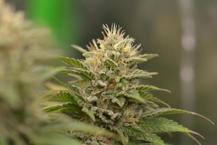 HUCKLEBERRY SODA 5 X PINEAPPLE EXPRESS 4. Week 13