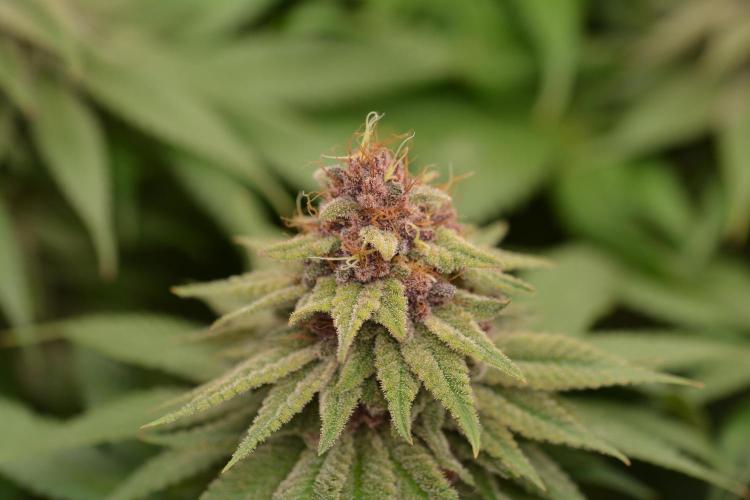 HUCKLEBERRY SODA 5 X PINEAPPLE EXPRESS 4. Week 13