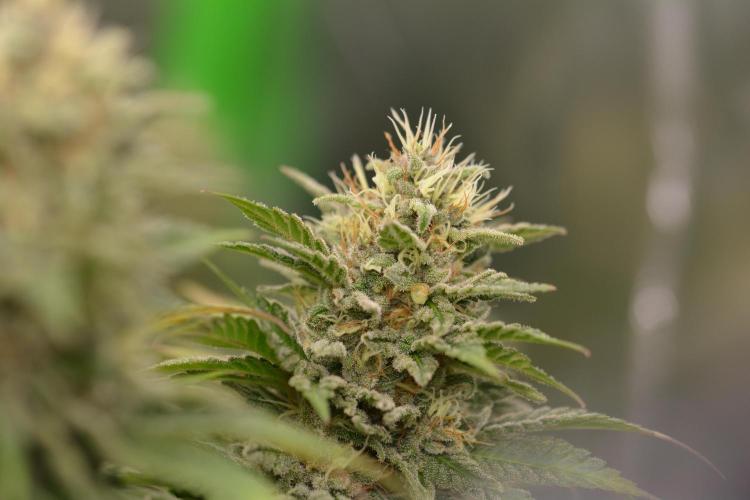HUCKLEBERRY SODA 5 X PINEAPPLE EXPRESS 4. Week 13