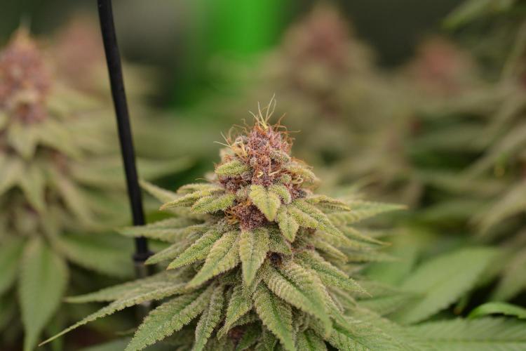 HUCKLEBERRY SODA 5 X PINEAPPLE EXPRESS 4. Week 13