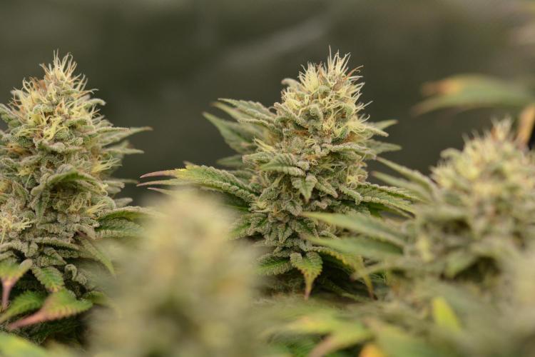 HUCKLEBERRY SODA 5 X PINEAPPLE EXPRESS 4. Week 13