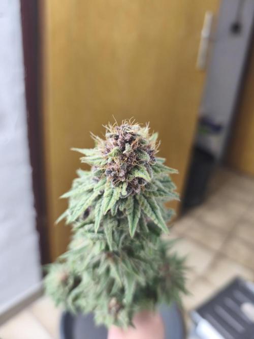 HUCKLEBERRY SODA 5 X PINEAPPLE EXPRESS 4. Week 14 - P#1 508g wet