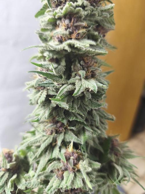 HUCKLEBERRY SODA 5 X PINEAPPLE EXPRESS 4. Week 14 - P#1