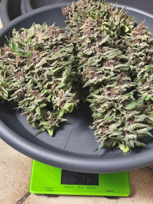 HUCKLEBERRY SODA 5 X PINEAPPLE EXPRESS 4. Week 14 - P#1