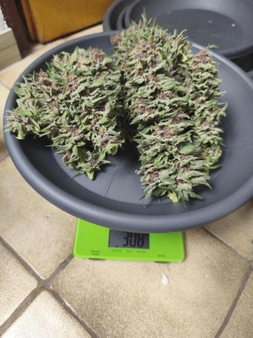 HUCKLEBERRY SODA 5 X PINEAPPLE EXPRESS 4. Week 14 - P#1