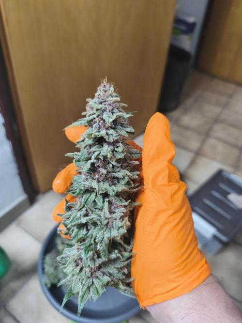 HUCKLEBERRY SODA 5 X PINEAPPLE EXPRESS 4. Week 14 - P#1