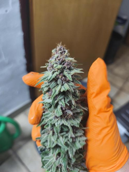 HUCKLEBERRY SODA 5 X PINEAPPLE EXPRESS 4. Week 14 - P#1