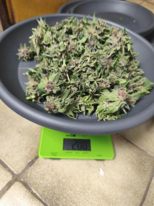 HUCKLEBERRY SODA 5 X PINEAPPLE EXPRESS 4. Week 14 - P#1