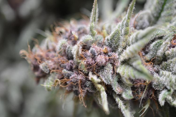 HUCKLEBERRY SODA 5 X PINEAPPLE EXPRESS 4. Week 14 - P#1