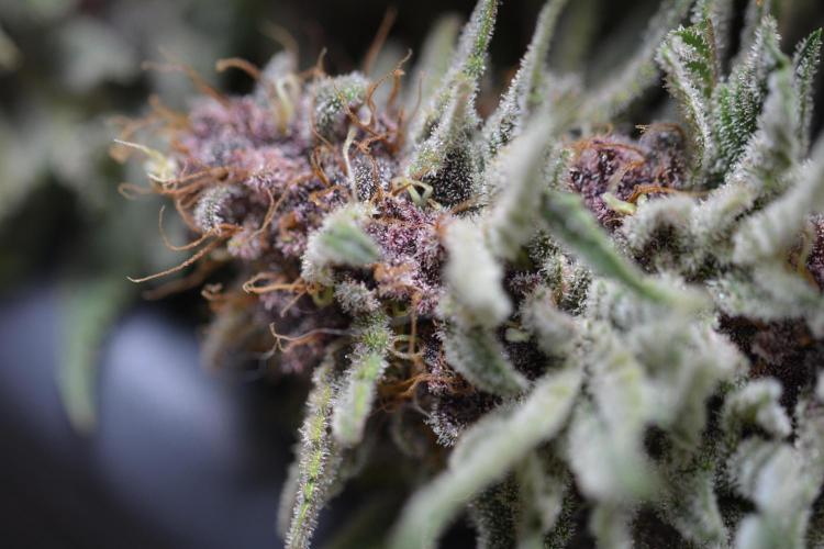 HUCKLEBERRY SODA 5 X PINEAPPLE EXPRESS 4. Week 14 - P#1