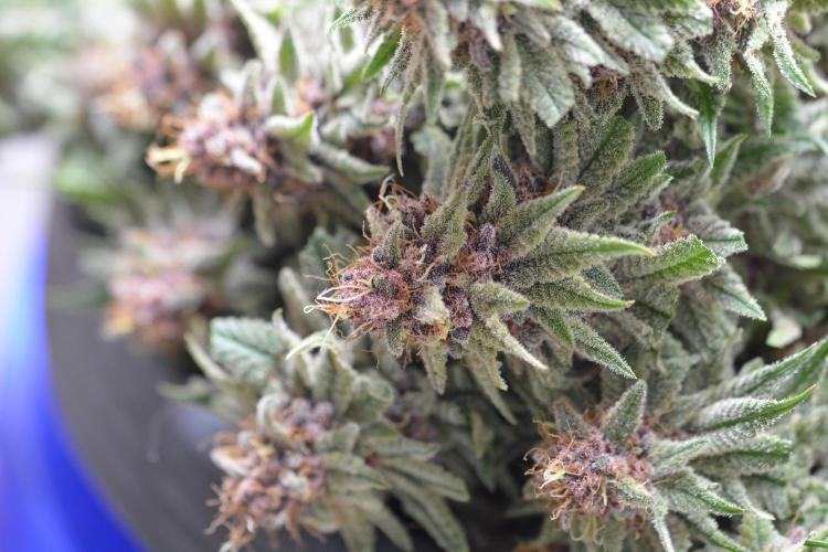 HUCKLEBERRY SODA 5 X PINEAPPLE EXPRESS 4. Week 14 - P#1