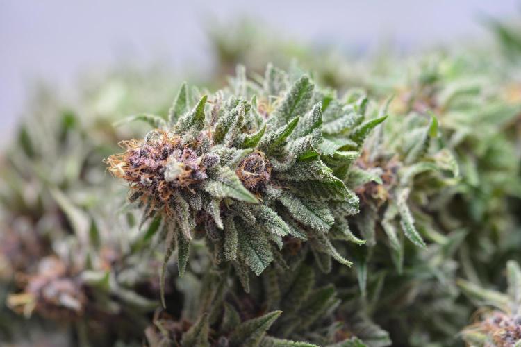 HUCKLEBERRY SODA 5 X PINEAPPLE EXPRESS 4. Week 14 - P#1