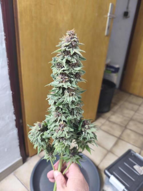 HUCKLEBERRY SODA 5 X PINEAPPLE EXPRESS 4. Week 14 - P#1