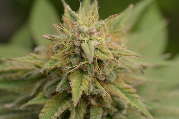 HUCKLEBERRY SODA 5 X PINEAPPLE EXPRESS 4. Week 14