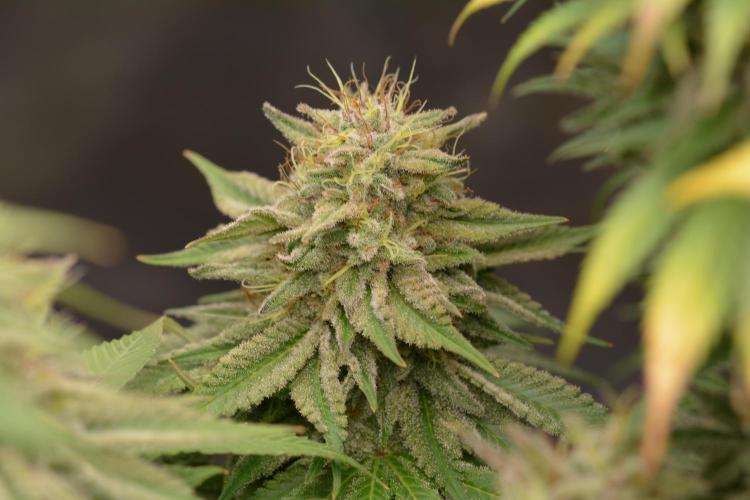 HUCKLEBERRY SODA 5 X PINEAPPLE EXPRESS 4. Week 14