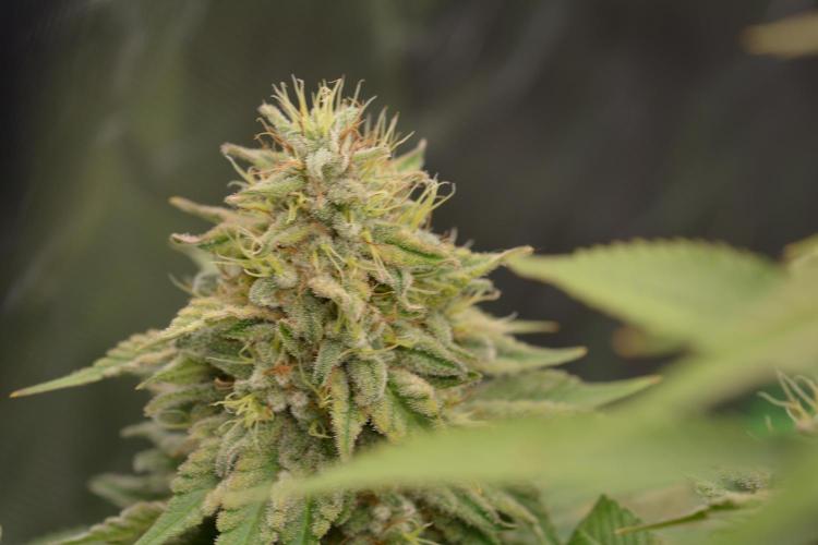 HUCKLEBERRY SODA 5 X PINEAPPLE EXPRESS 4. Week 14