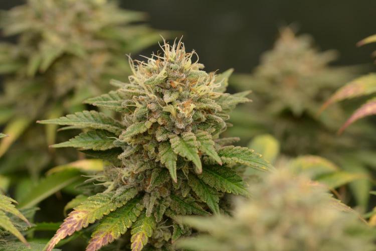 HUCKLEBERRY SODA 5 X PINEAPPLE EXPRESS 4. Week 14