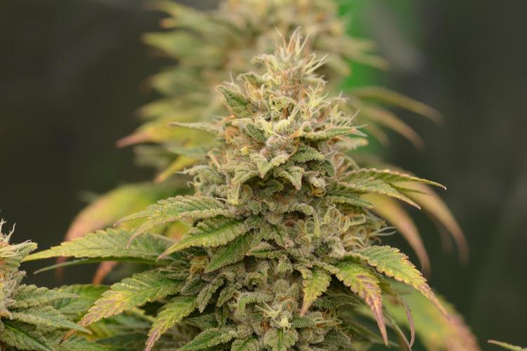 HUCKLEBERRY SODA 5 X PINEAPPLE EXPRESS 4. Week 14