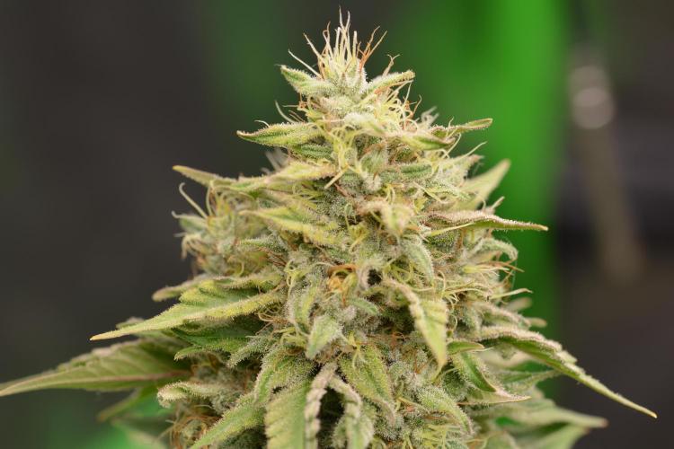 HUCKLEBERRY SODA 5 X PINEAPPLE EXPRESS 4. Week 14