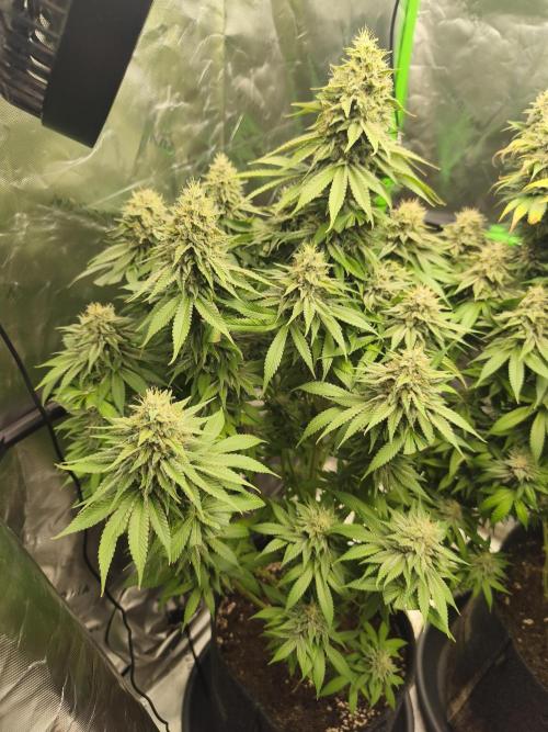 HUCKLEBERRY SODA 5 X PINEAPPLE EXPRESS 4. Week 14