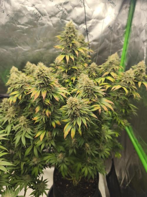 HUCKLEBERRY SODA 5 X PINEAPPLE EXPRESS 4. Week 14