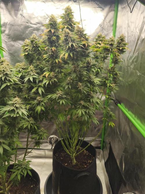 HUCKLEBERRY SODA 5 X PINEAPPLE EXPRESS 4. Week 14