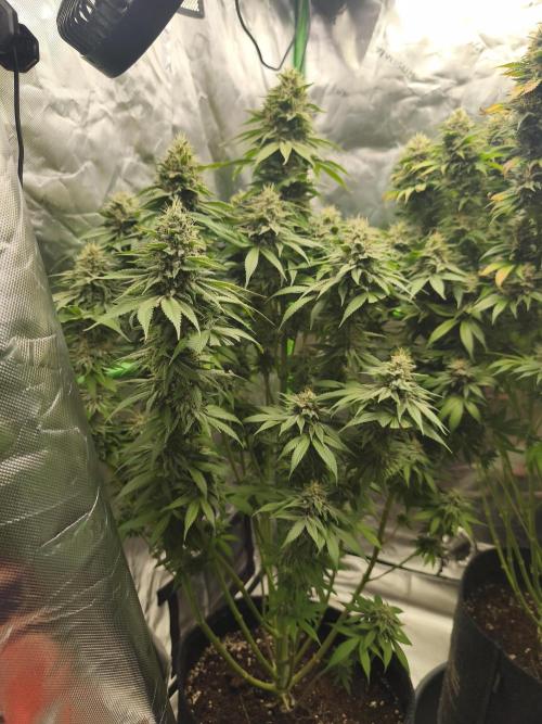HUCKLEBERRY SODA 5 X PINEAPPLE EXPRESS 4. Week 14