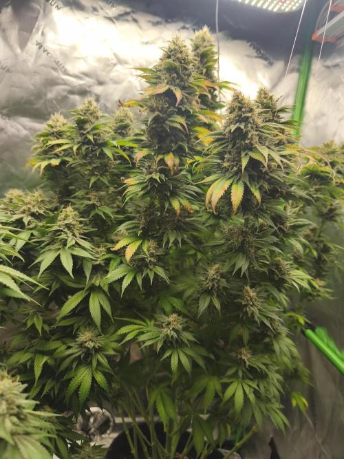 HUCKLEBERRY SODA 5 X PINEAPPLE EXPRESS 4. Week 14