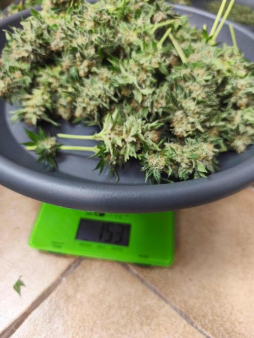 HUCKLEBERRY SODA 5 X PINEAPPLE EXPRESS 4. Week 14 - P#2 