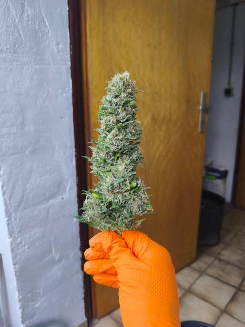 HUCKLEBERRY SODA 5 X PINEAPPLE EXPRESS 4. Week 14 - P#2 