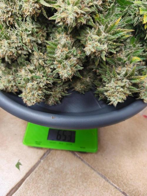 HUCKLEBERRY SODA 5 X PINEAPPLE EXPRESS 4. Week 14 - P#2 806 g wet 