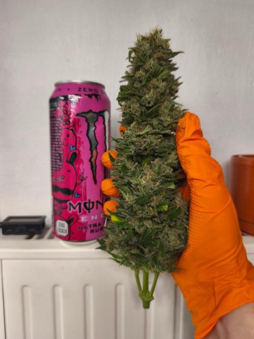 HUCKLEBERRY SODA 5 X PINEAPPLE EXPRESS 4. Week 14 - P#2 