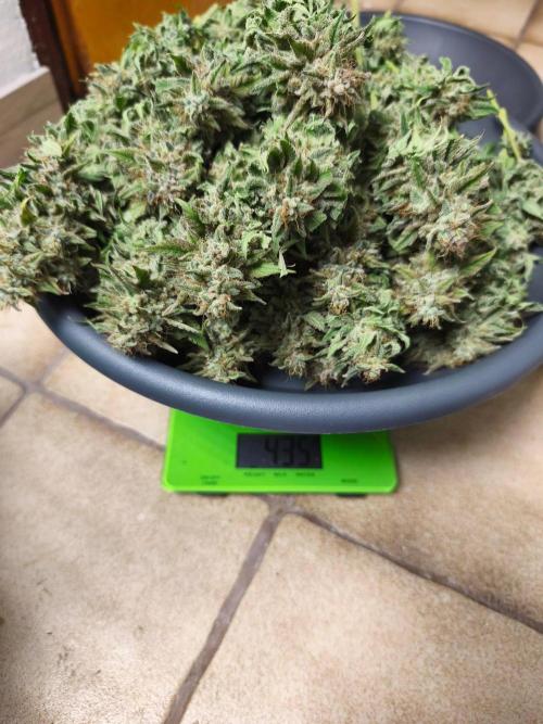 HUCKLEBERRY SODA 5 X PINEAPPLE EXPRESS 4. Week 14 - P#3 435 g wet 
