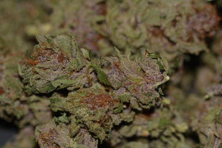 HUCKLEBERRY SODA 5 X PINEAPPLE EXPRESS 4. Week 14 - P#1 cured 132