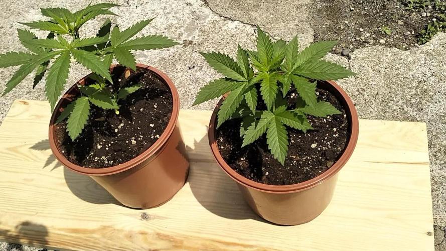 Ma première culture