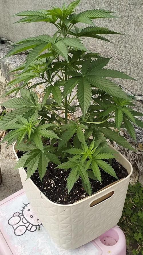 Ma première culture