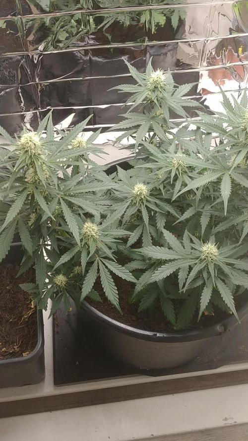 Special Queen Auto ClosetGrow