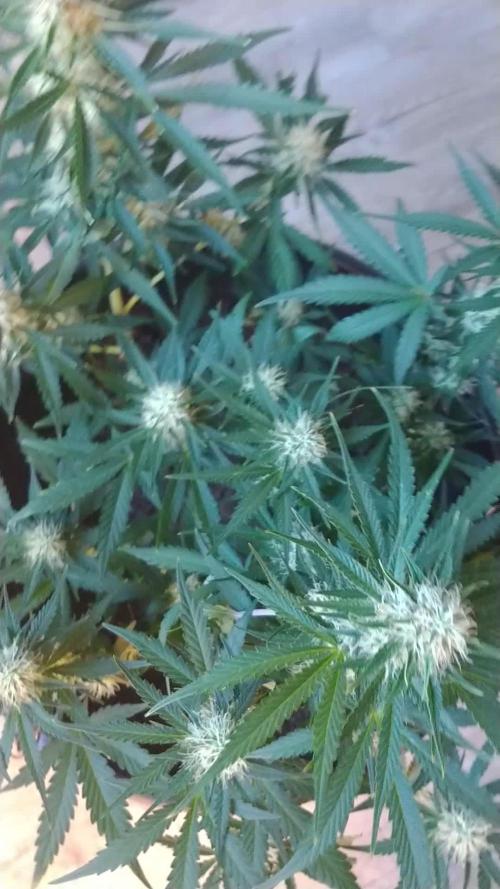 Special Queen First Timer