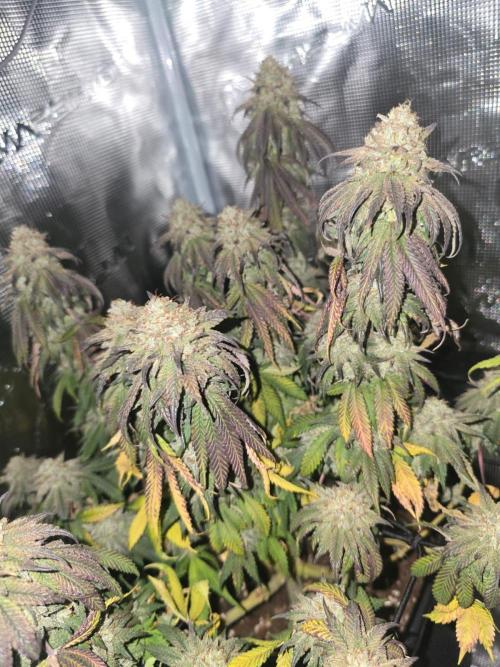 Korenji, Zake, Criminal+. Week 13 - Zake