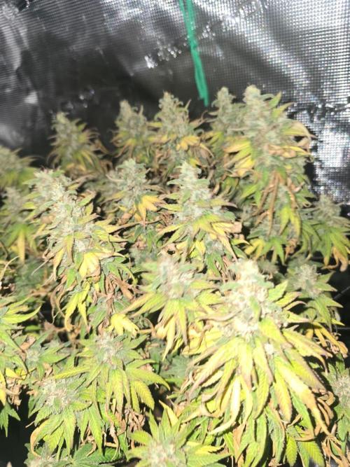 Korenji, Zake, Criminal+. Week 13 - Korenji