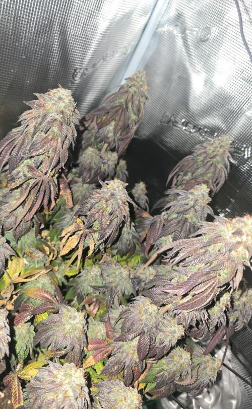 Korenji, Zake, Criminal+. Week 13 - Criminal+