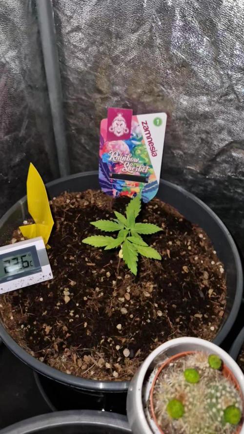 First Grow